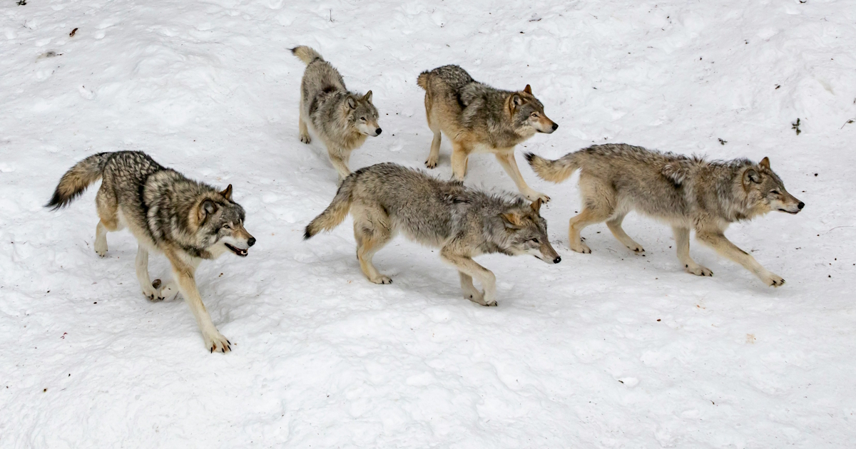 Image of six wolves moving together